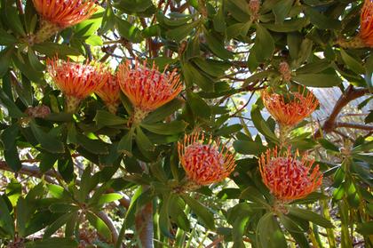 Kirstenbosch Gardens