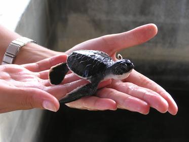 Kosgoda Turtle farms