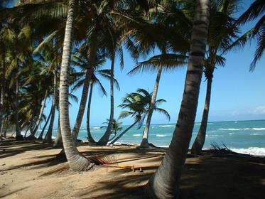Coconut coast