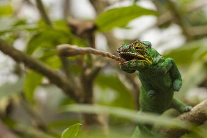 Parson's chameleon