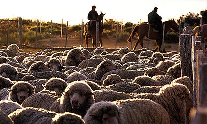 sheeps and Gauchos