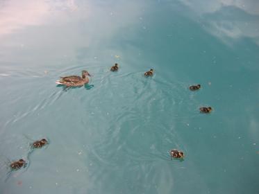 Canards sur le lac de Bled