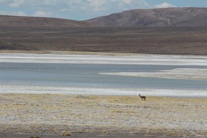 Salar de Surire