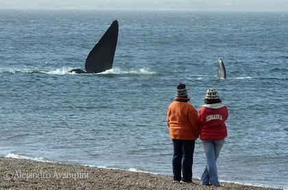 El Doradillo WhaleWatching