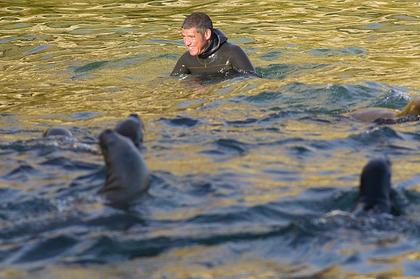 Dive with sea lions