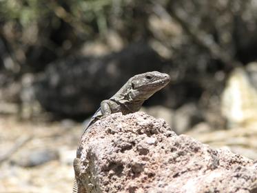 Teide