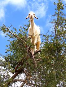 Capra su albero di Argan