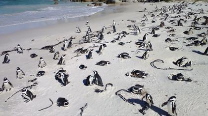 Boulders beach