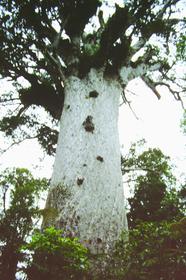 Waipoua Kauri Forest