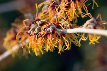 Witch Hazel