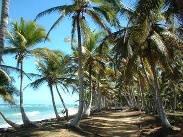 Coconut coast
