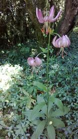 fleur de montagne