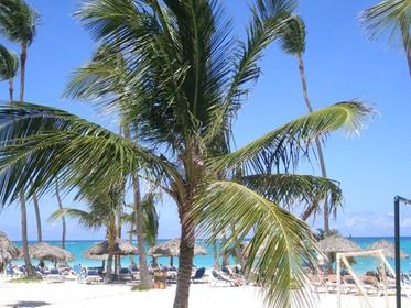 Coconut coast