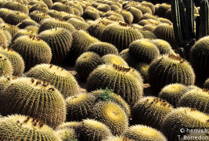 Pinya de Rosa Botanical Garden