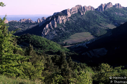 Dentelles de Montmirail