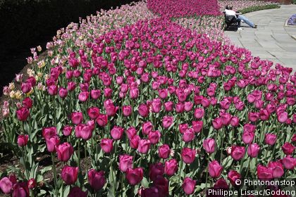 New York Botanical Garden