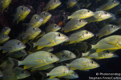 John Pennekamp Coral Reef State Park