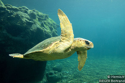 Kélonia Sea Turtle Observatory