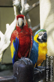 Ornithological Park