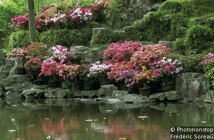 The Humble Administrator's Garden