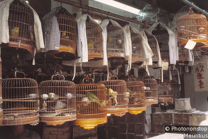 Hong Kong Bird Market