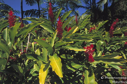 Balata Garden