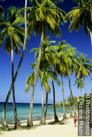 Anse Figuier beach