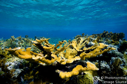 Andros Barrier Reef