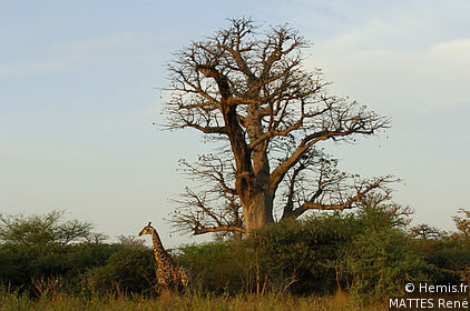 Bandia Reserve