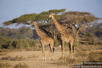 Amboseli National Park