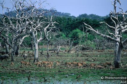 Yala National Park