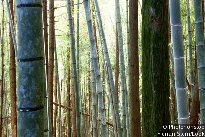 Alishan Forest Railway
