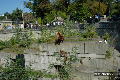 Bear Pit