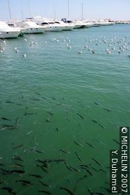The port