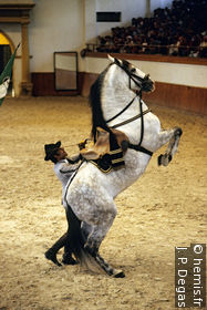 The Royal Andalucian School of Equestrian Art