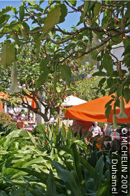 Orange Tree Square (Plaza de los Naranjos)