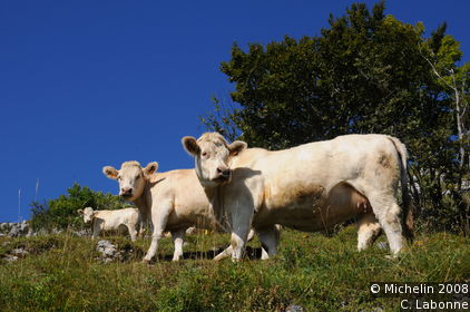 Grand Colombier