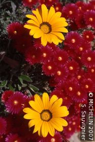 Val Rameh exotic botanical garden