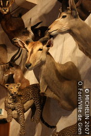 Musée International de la Chasse