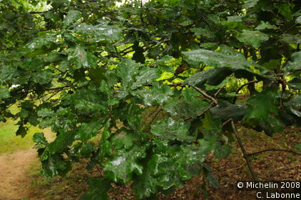 A walk in La Truchère nature reserve