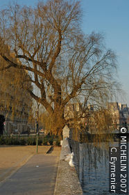 Quai aux Fleurs