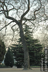 Barye Gardens