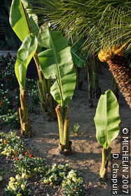 Olbius Riquier Gardens