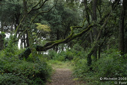 Bois de la Chaise