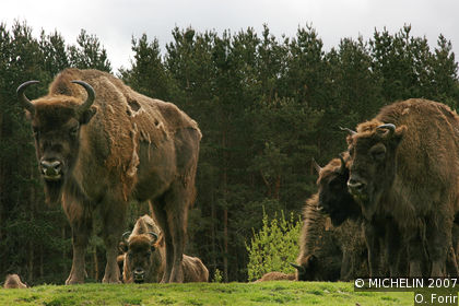 Highland Wildlife Park