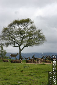 Highland Wildlife Park