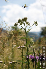 Renon plateau
