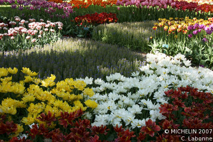 Fields of flowers at Keukenhof