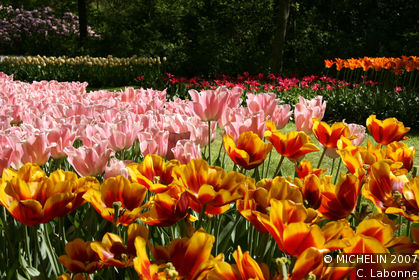 Fields of flowers at Keukenhof