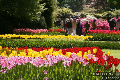 Fields of flowers at Keukenhof
